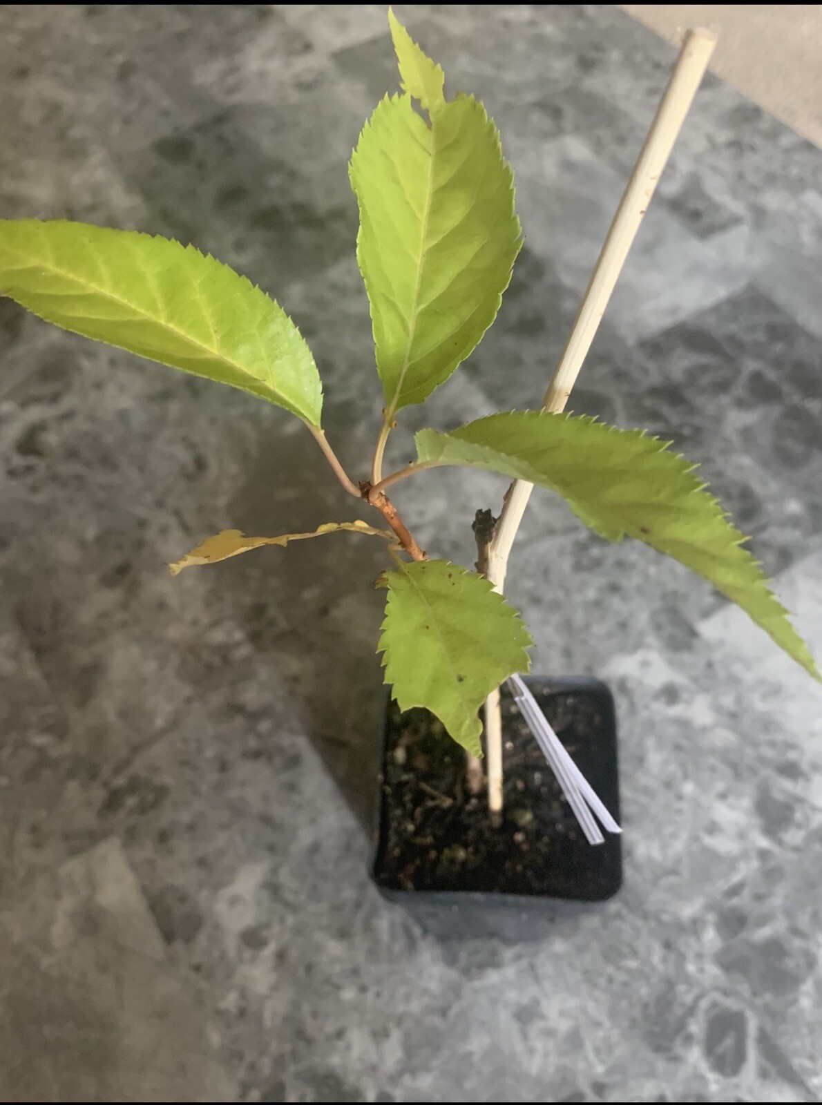 2 Okame and 2 Yoshino cherry (live tree seedling 7 to 13 inches)