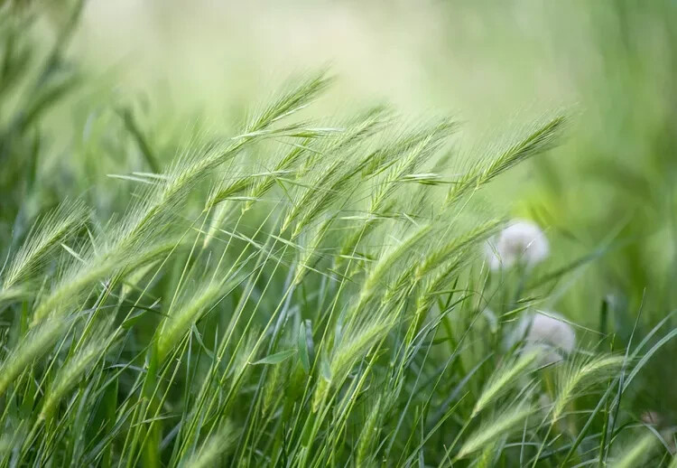 2 lb. Rye Seeds Wildlife Food Plot Cover Crop