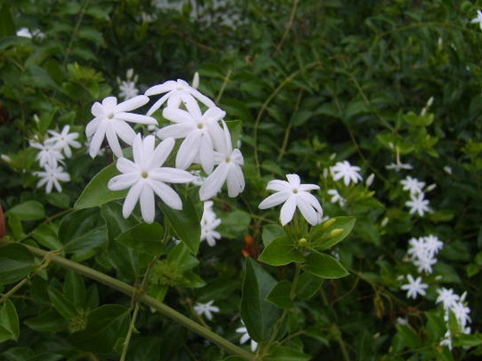Jasmine Downy | 1 Gallon | Jasminum multiflorum | Low Maintenance | Hardy