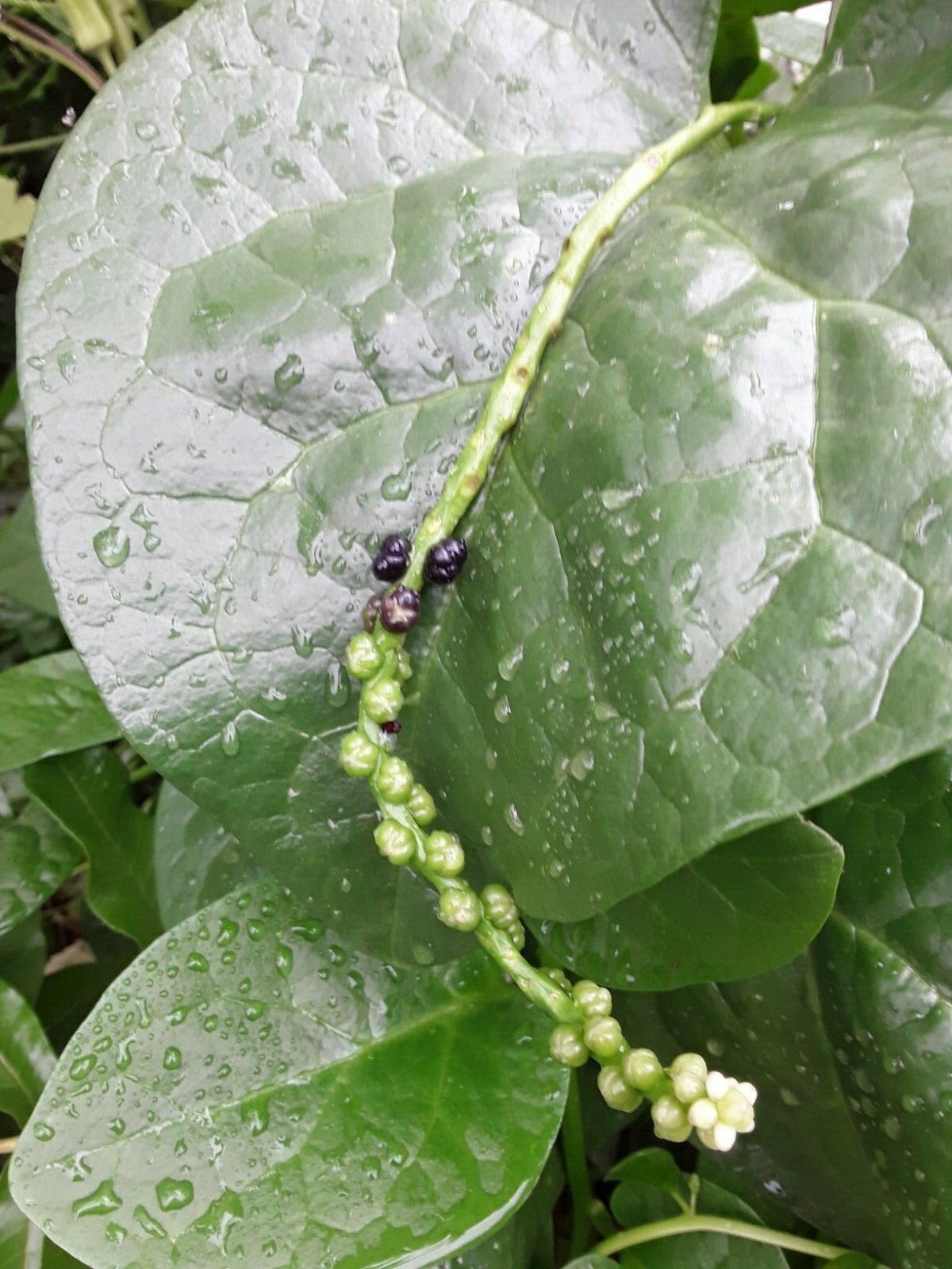 90+ Organic Green Stem Malabar Spinach Alugbati Mong Toi Poi Sang Ceylon seeds