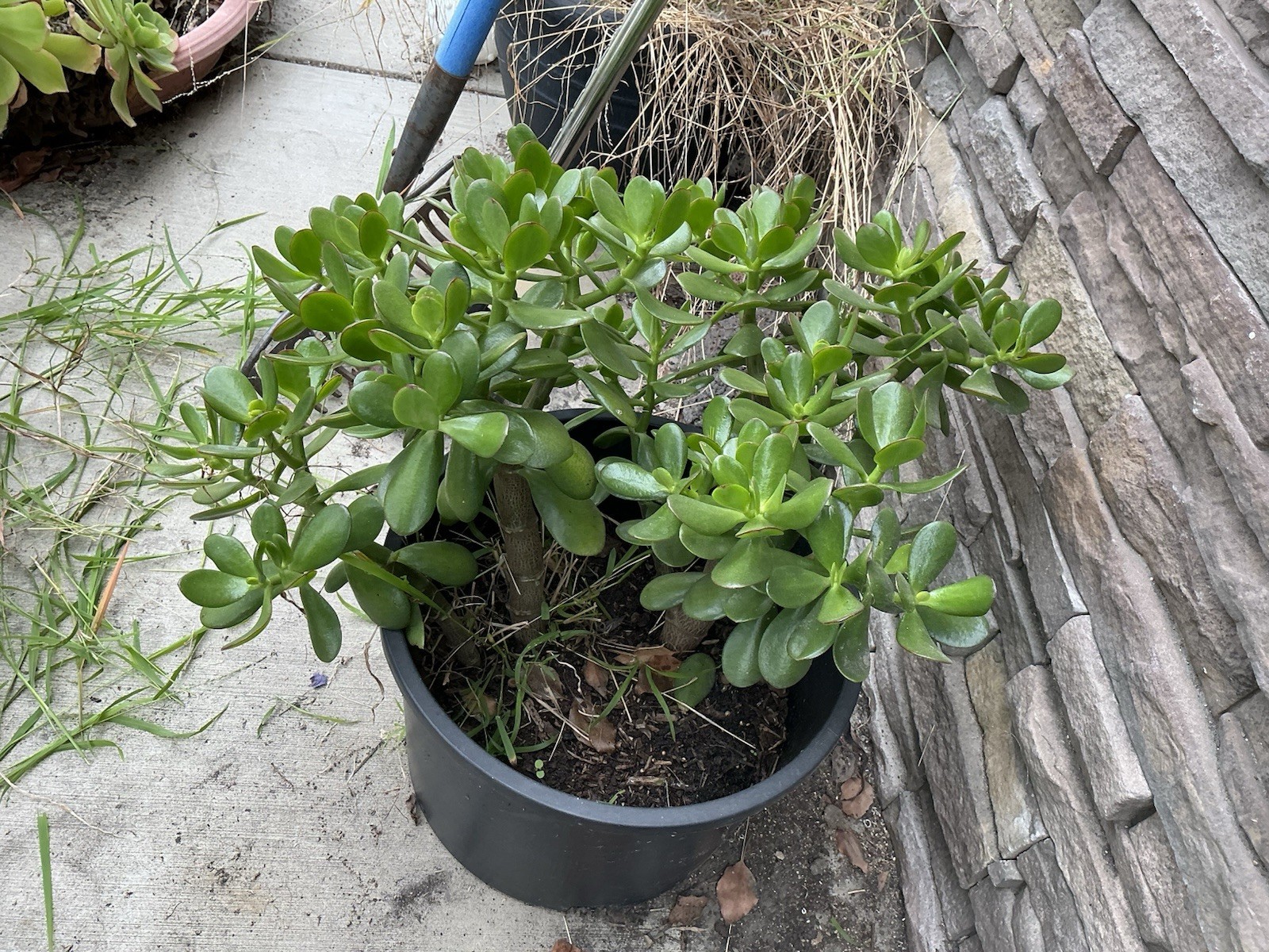 Healthy lush green Crassula Ovata Jade Plant cluster, Rooted 17” 16” 12” Roots