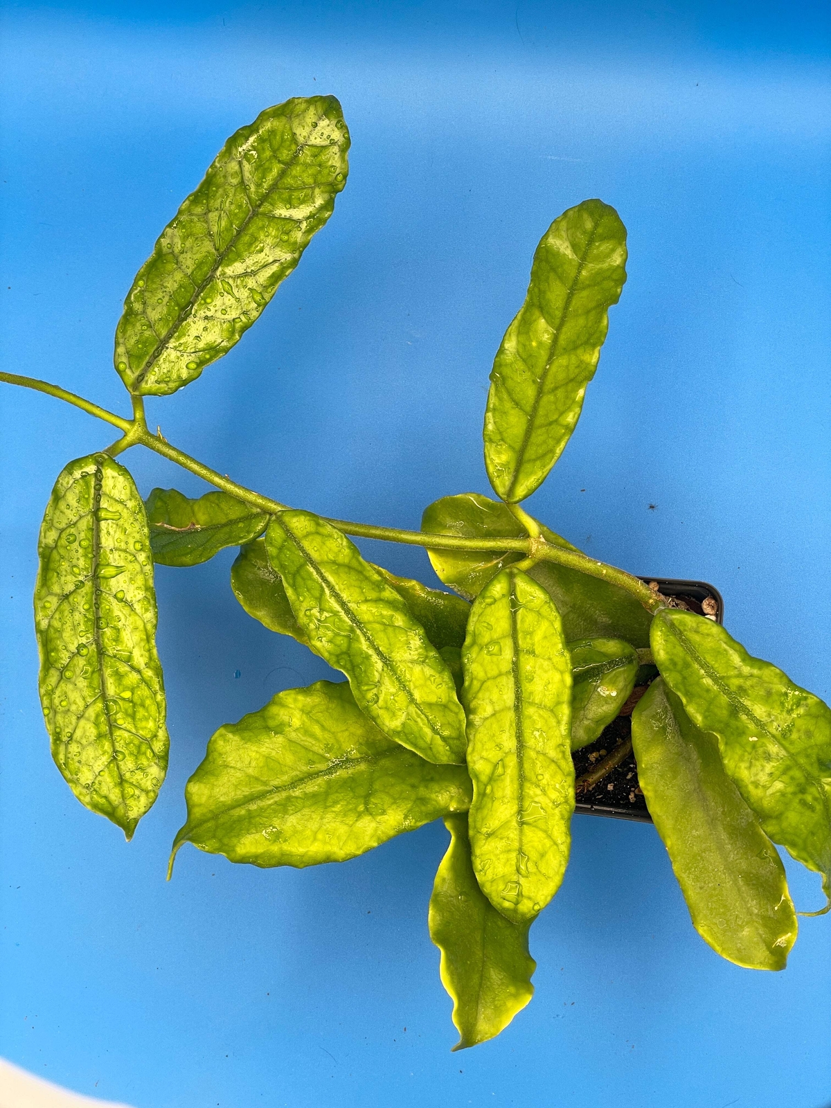 Hoya Globulosa Grown In 3.5″ Pots Very Healthy Velvet Fuzzy Leaves!