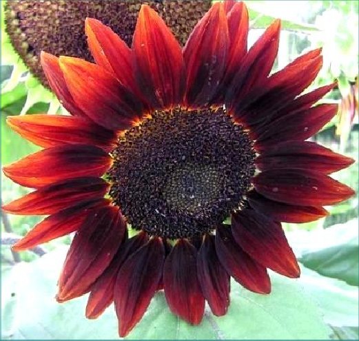 Red Sunflower – Helianthus annuus – 30 seeds – We Combine Shipping! Chocolate