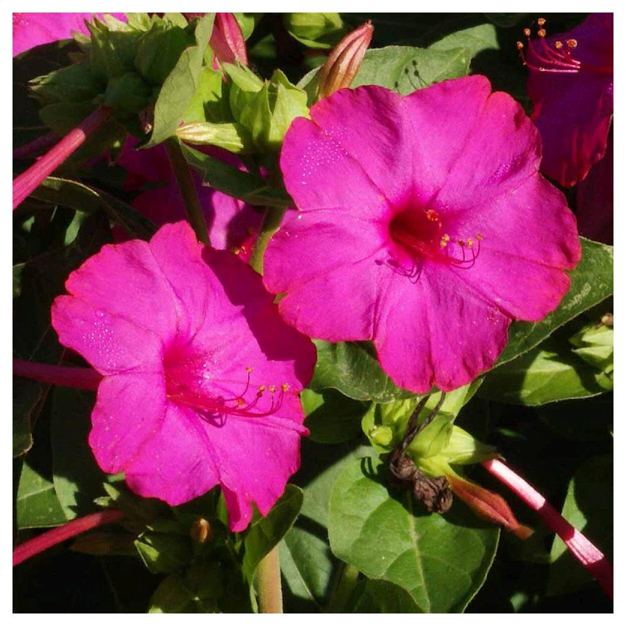 25+ ROSE FOUR O’CLOCK MIX SEEDS FRESH FOR YOUR FLOWER GARDENS