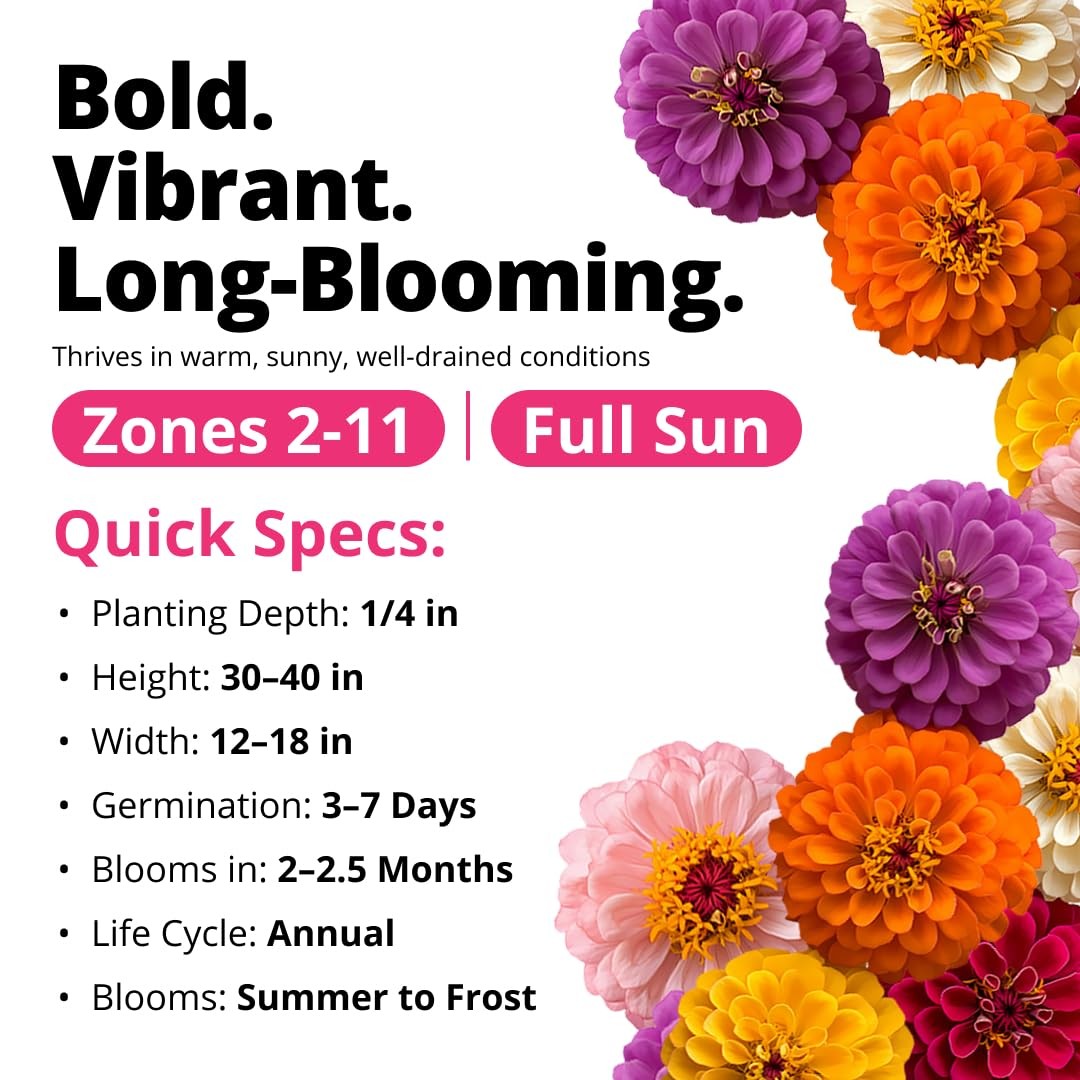 HOME GROWN Zinnia Dahlia Seeds Pack for 2026 Non GMO 524 Flower Seeds | Vibra…
