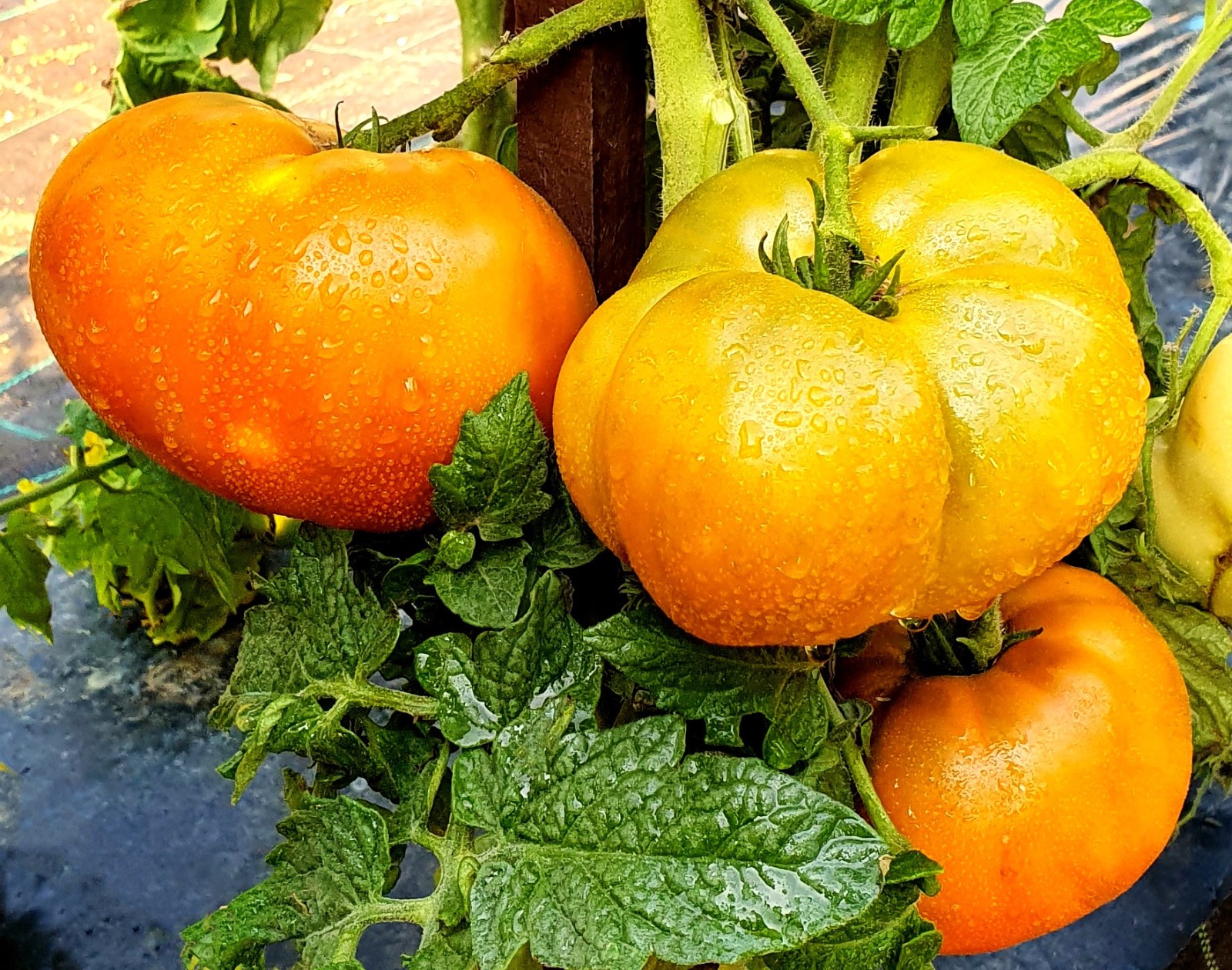 10 seeds Uluru Ochre DWARF Tomato Variety ORGANIC DTP beefsteak