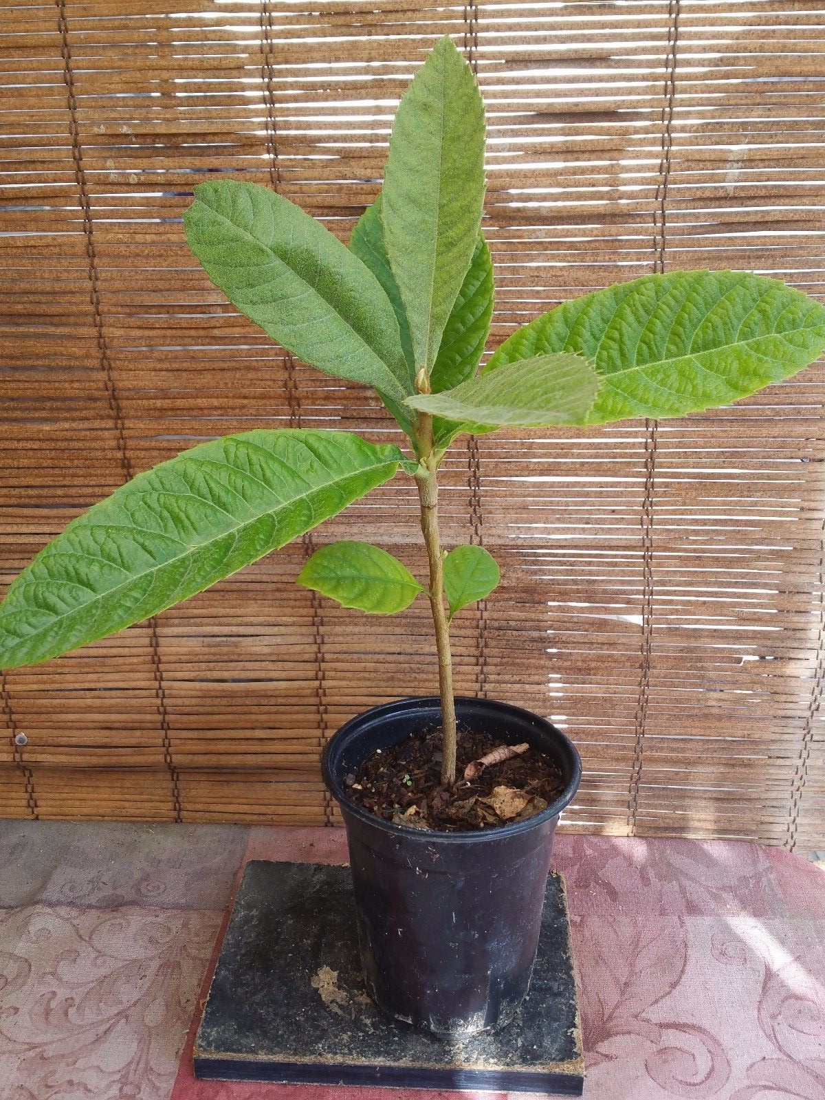 Loquat (Big jim seedling) Tropical Fruit Tree