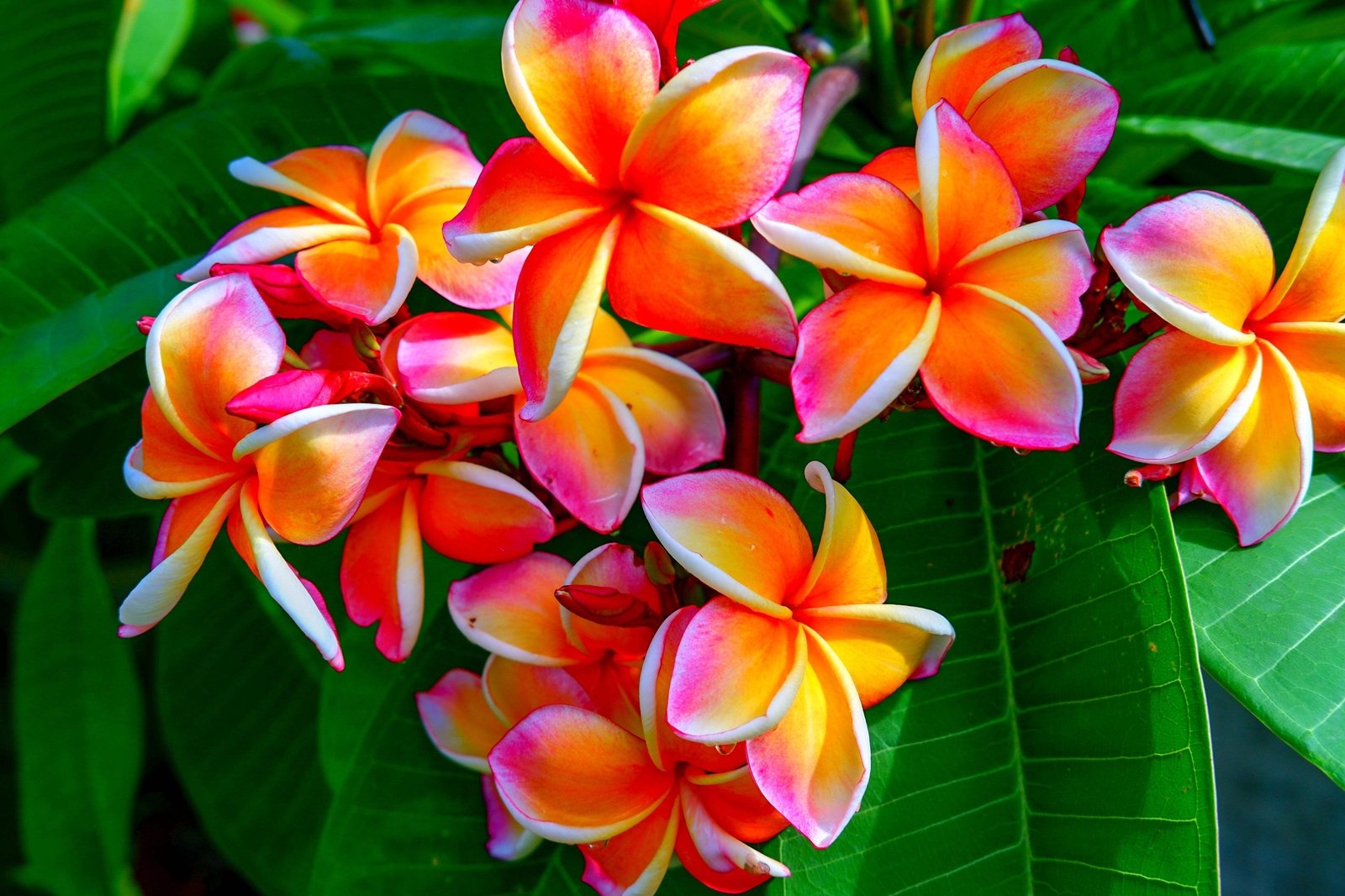 10 MIXED COLORS PLUMERIA Seeds – Lei Flower Frangipani Mix Pink Red Yellow White