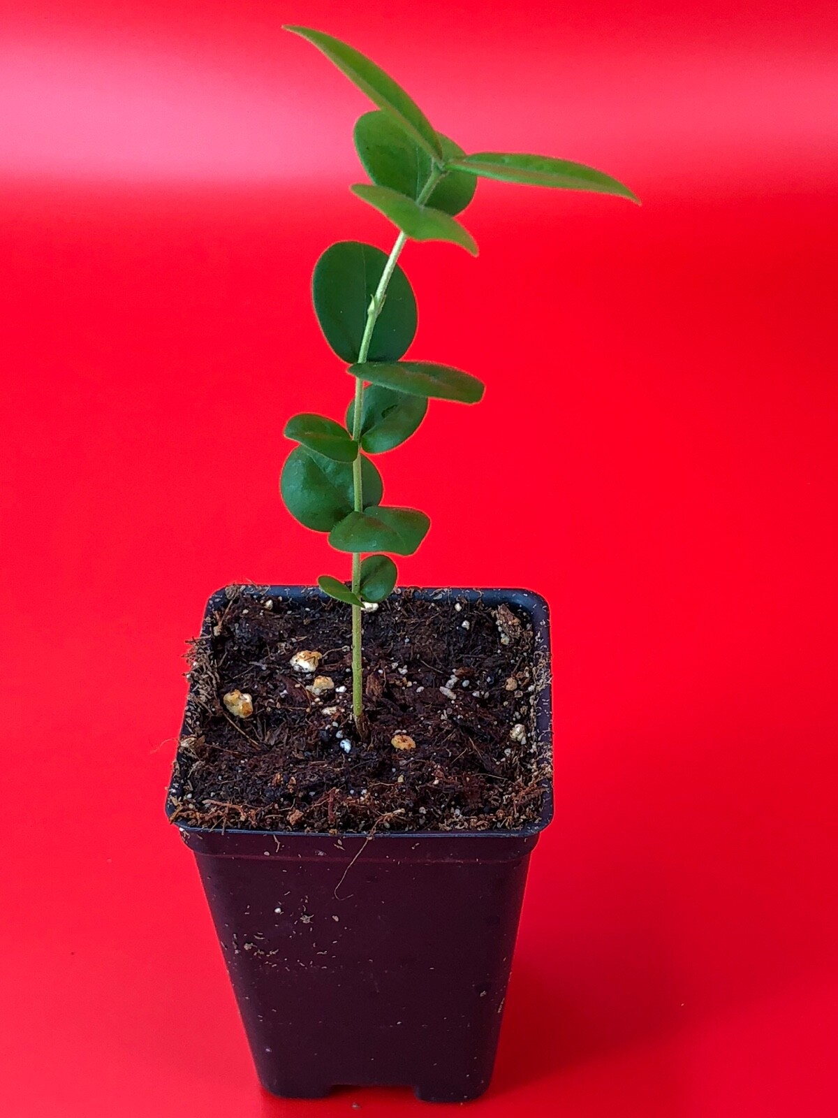 Pitangatuba Star Cherry Eugenia Selloi neonitida Fruit Tree Seedling Plant