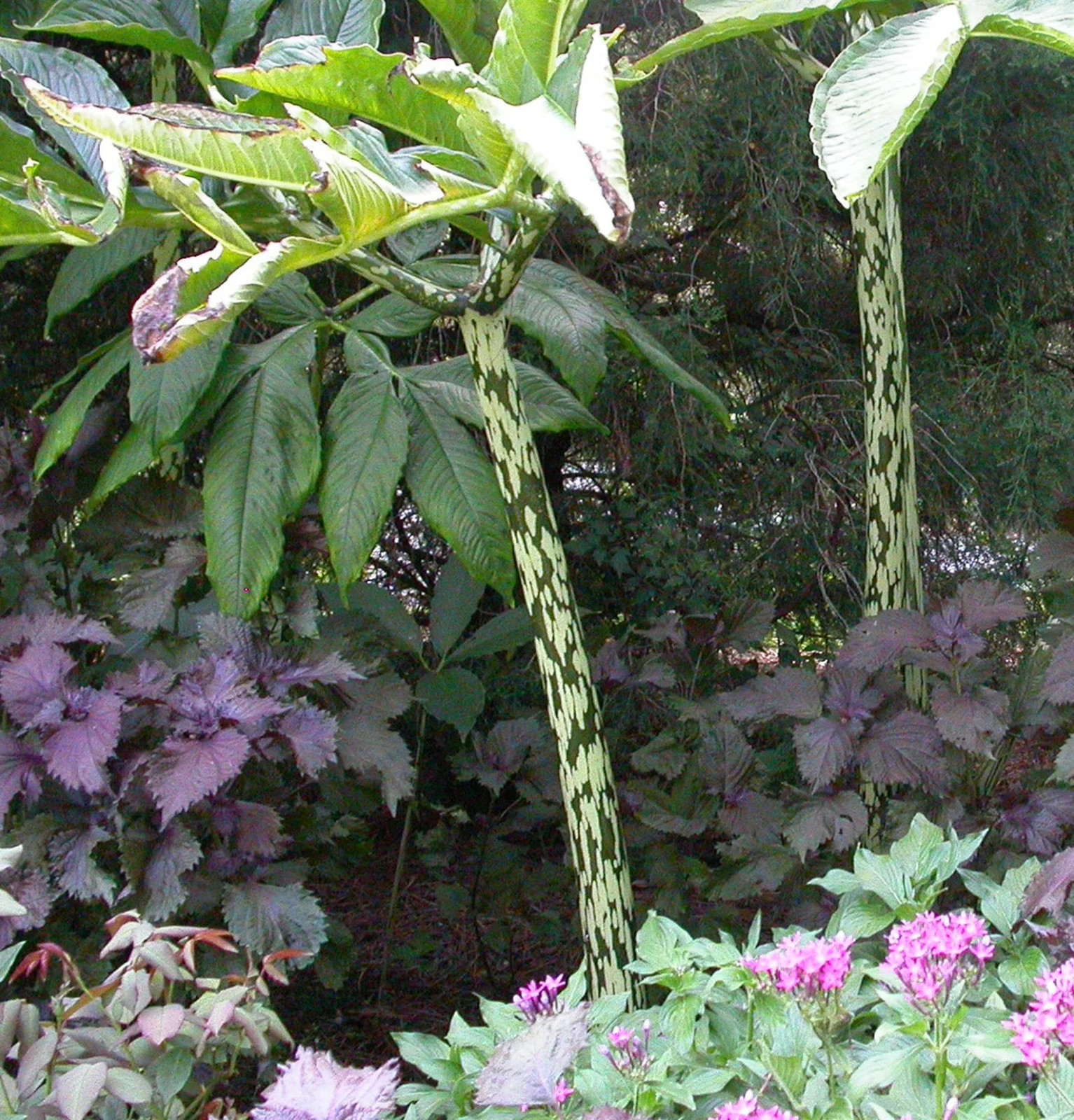 2 Voo Doo Lily Plants in 4 inch cups. Amorphophallus Konjac. USA Plant & Farm