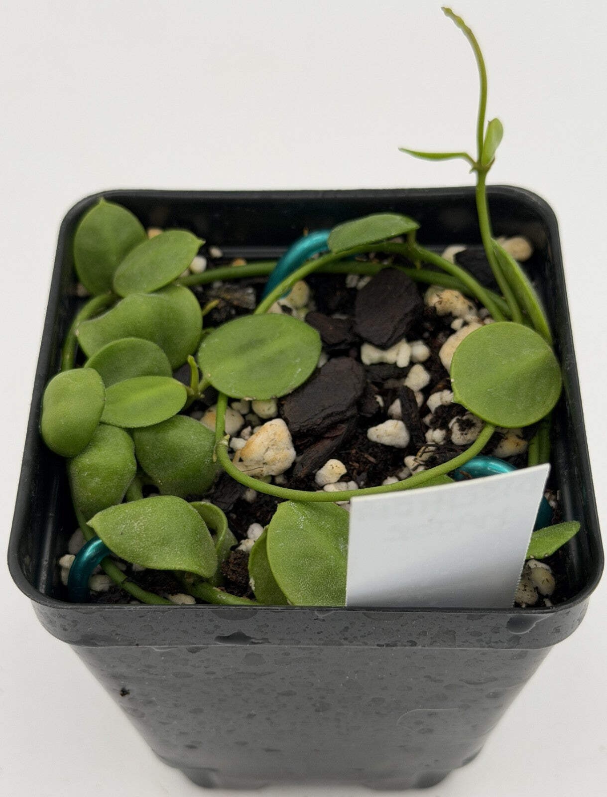 Dischidia major Rooted and growing! 3.5” Pot – Lots of Nodes!