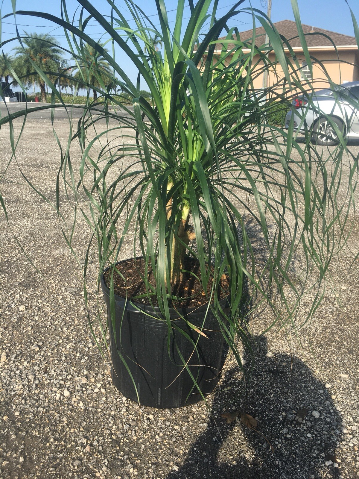 Ponytail Palm Beaucarnea Recurvata Elephants Foot In A 14”pot. Many Choices 3’+