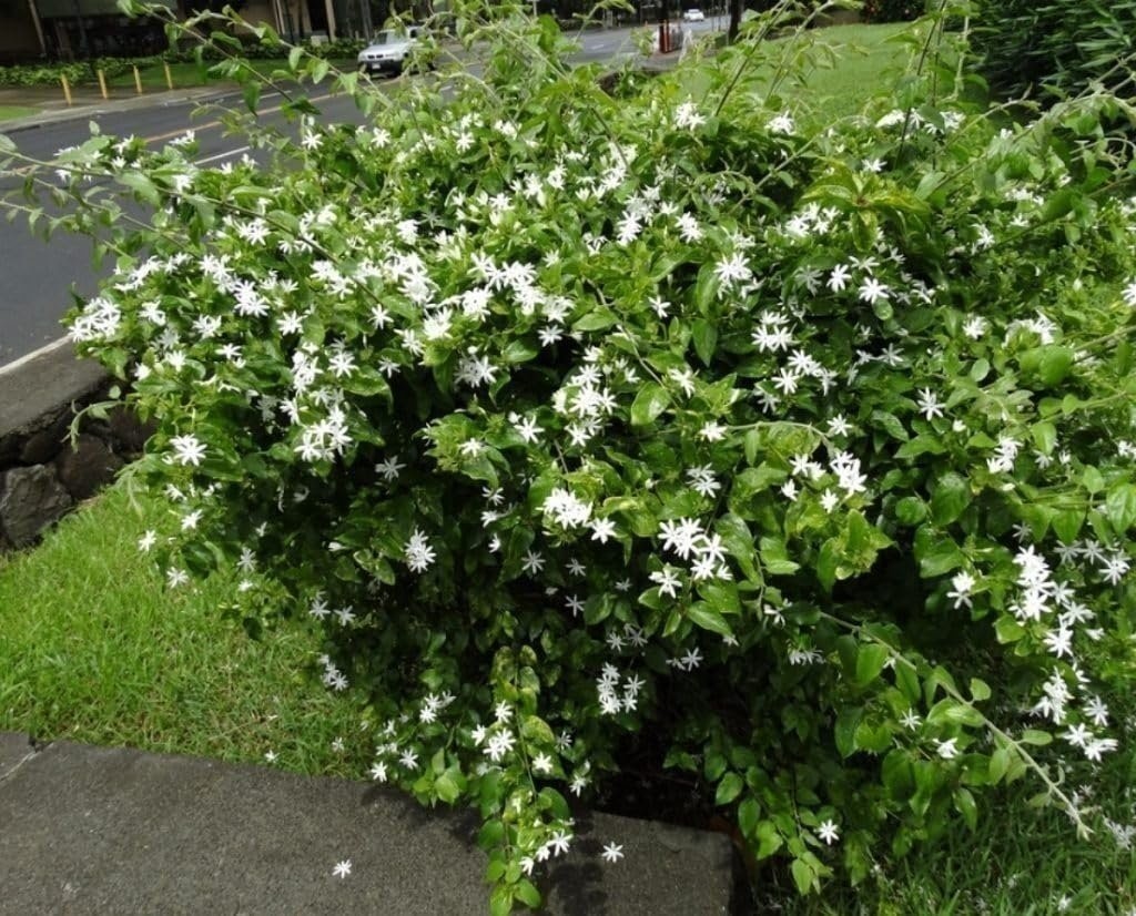 Jasmine Downy | 1 Gallon | Jasminum multiflorum | Low Maintenance | Hardy
