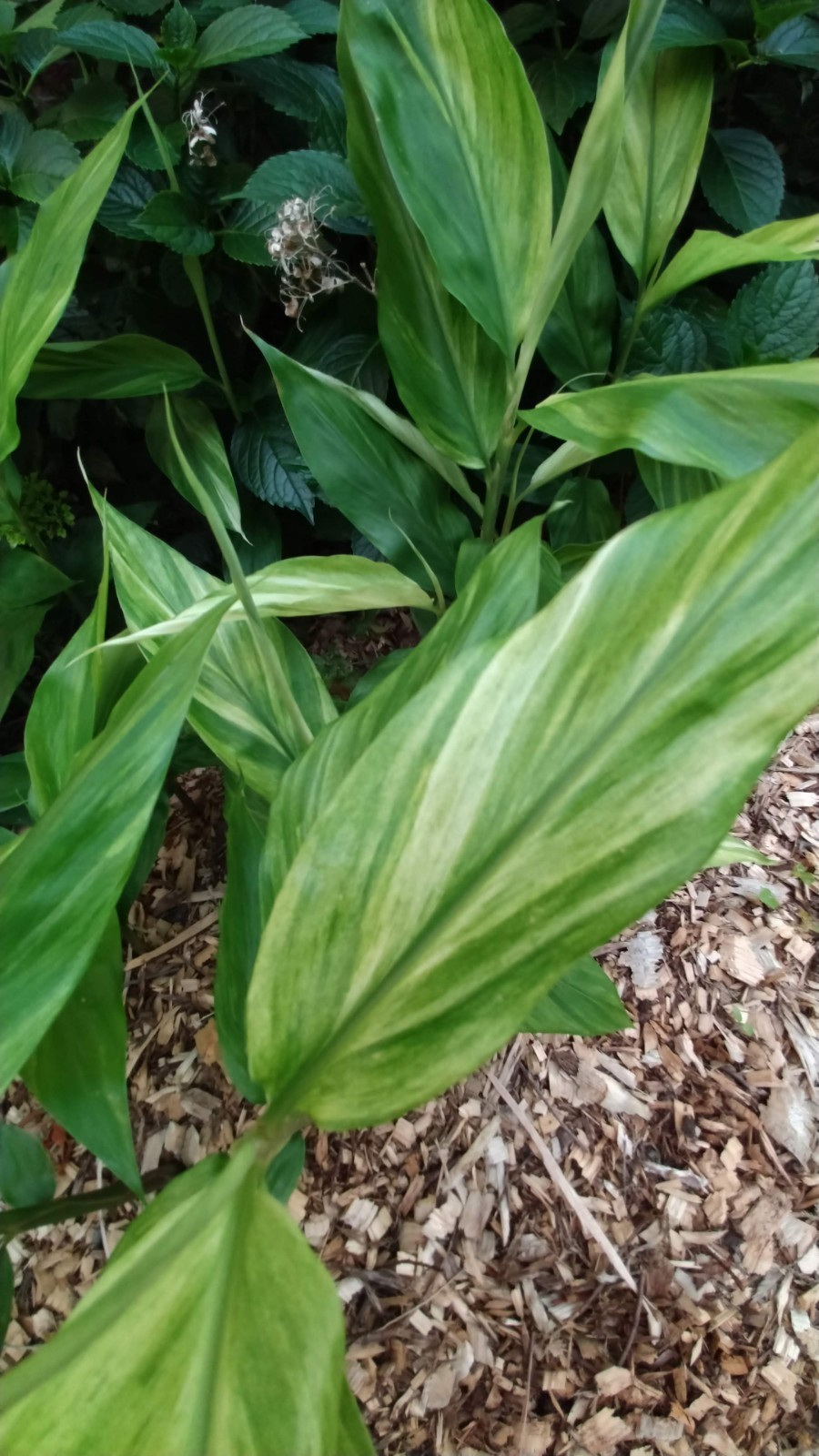 Zingiber Mioga ‘Silver Arrow’ (Variegated)/Variegated Ginger