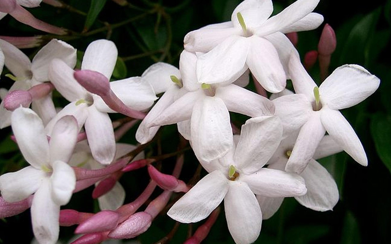 Jasmine Polyanthum Pink Winter Vine Plant Fragrant Spring Flowers 6-10″ Tall