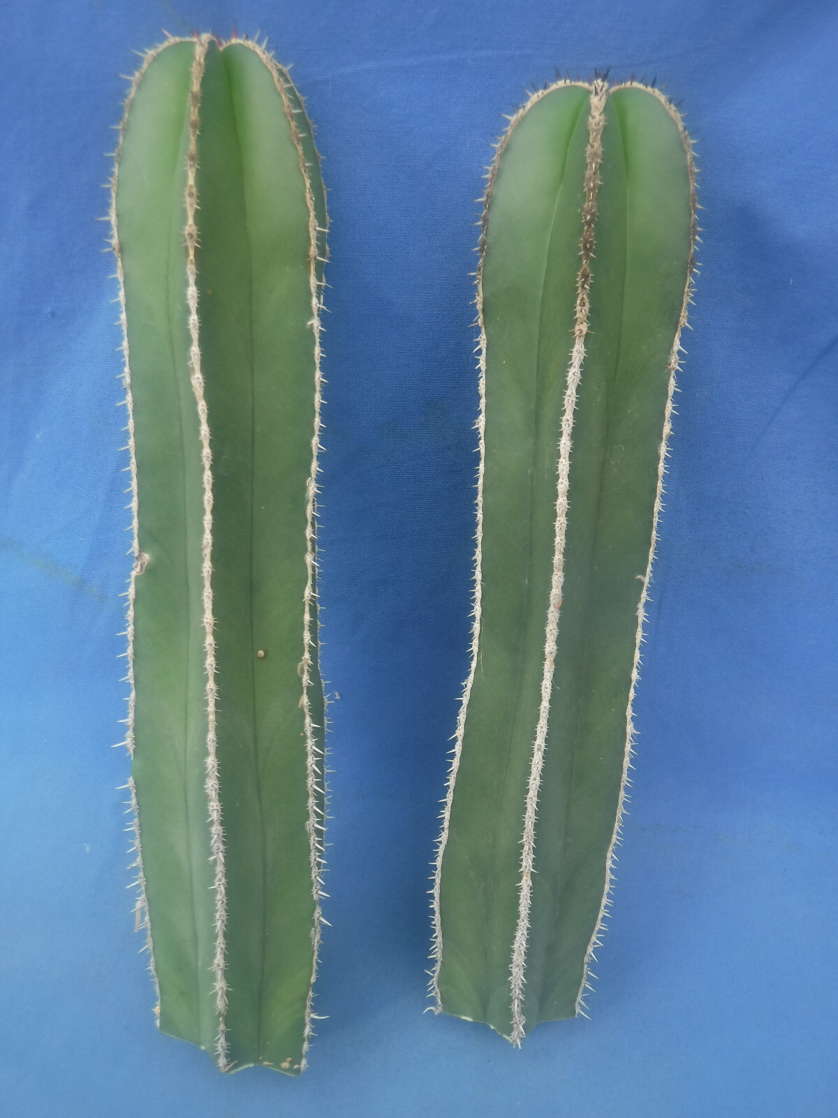 Mexican Fence Post Cactus Pachycereus marginatus TWO CUTTINGS 10″-12″ Tall
