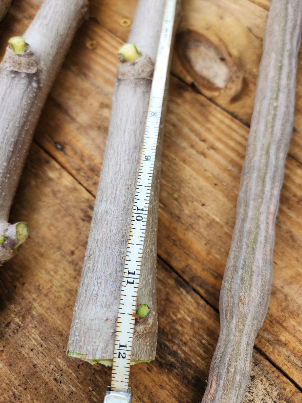 (4) THICK MORINGA Cuttings Oleifera Miracle Drumstick Tree