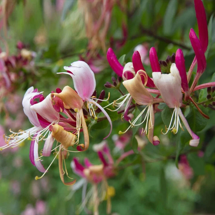 ~~PEACHES & CREAM~~Lonicera periclymenum Honeysuckle Vine~Rooted Starter Plant ~
