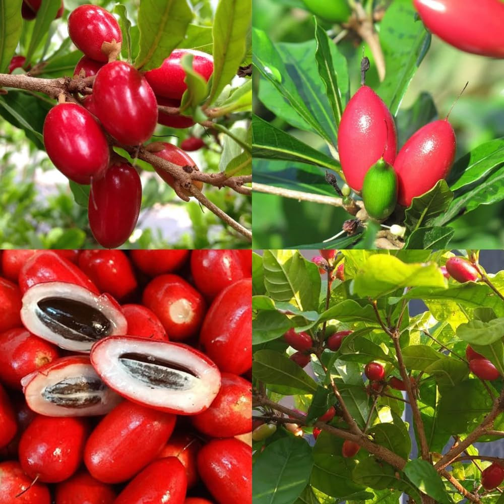 35+Tropical Miracle Berry Fruit Seed for Planting Outdoor-Edible Berries Plant Y