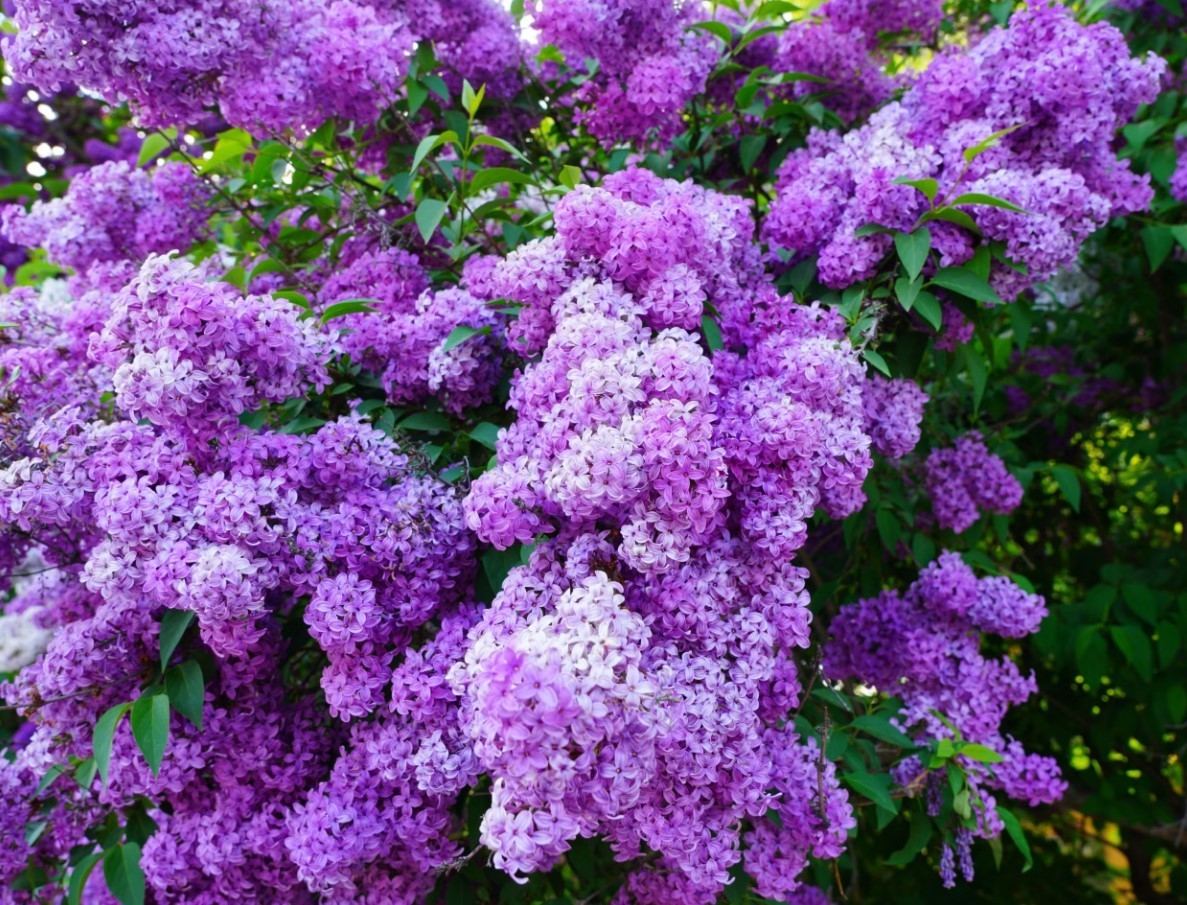 Set 3 Old Fashion Lilac Live Plants – 20-30″ Tall – Fragrant Purple Flower Bush