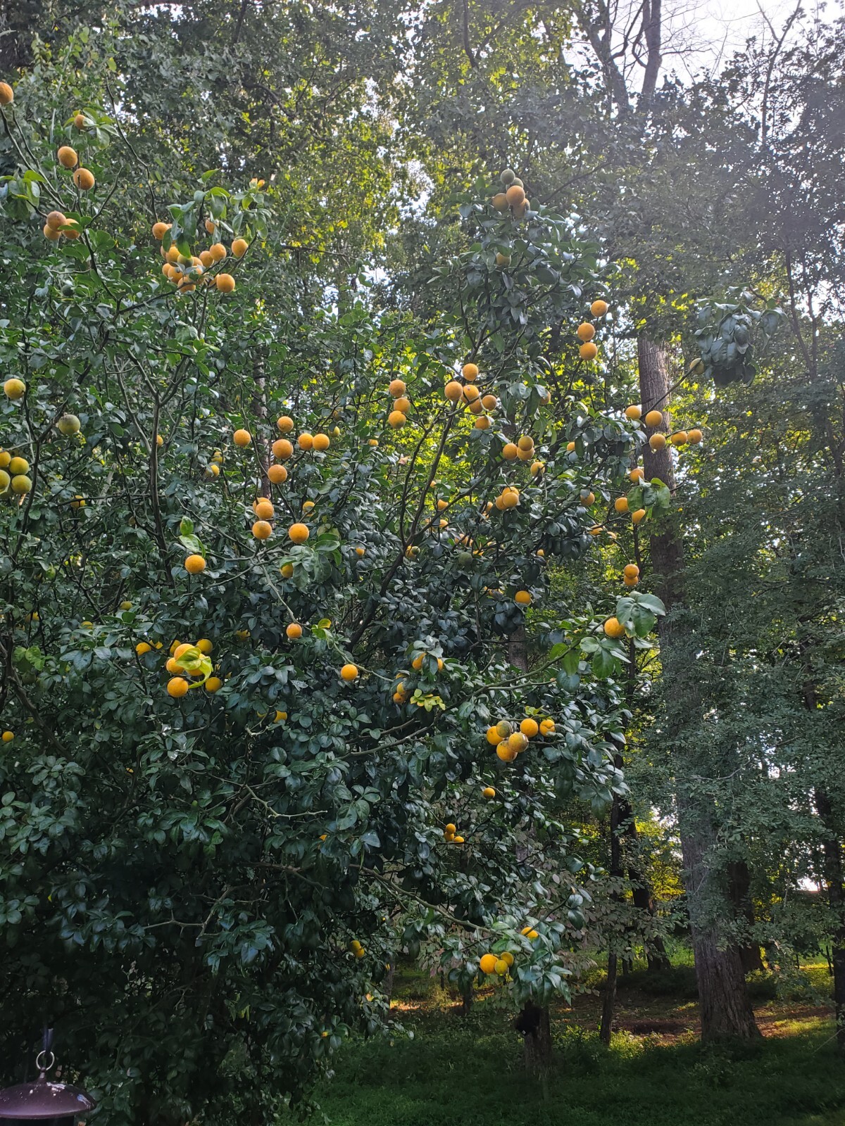Poncirus Trifoliata Citrus Trifoliate Oranges (10 Ct) Year 2 Seedlings 6-10″ 🍊