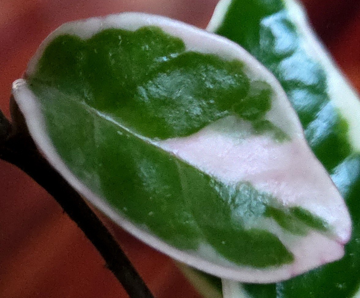 Rare Hoya Suzie Q Hybrid 8″ Tall Not Monstera Philodendron Aroid Anthurium
