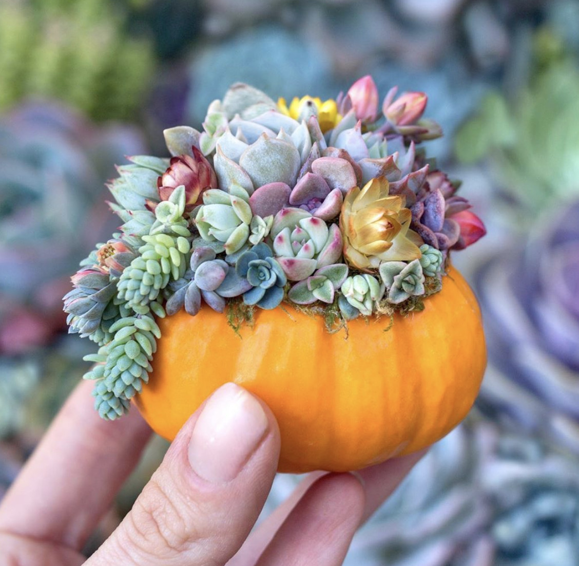 Jack Be Little Pumpkin Seeds | Mini Orange Untreated Halloween Baby Seed 2024