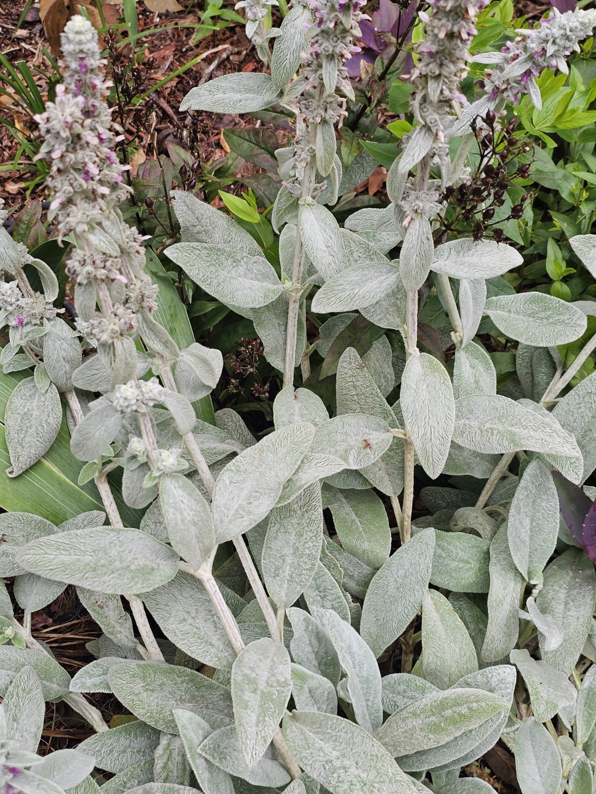 6 Lamb’s Ear Bare Roots Plants Stachys Soft Fuzzy Silvery Leaves Perennial