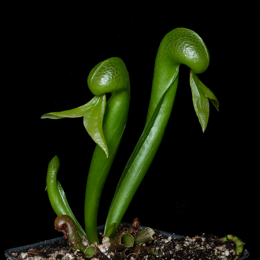 Darlingtonia californica (medium) – 4.5″ deep pot – Carnivorous plant
