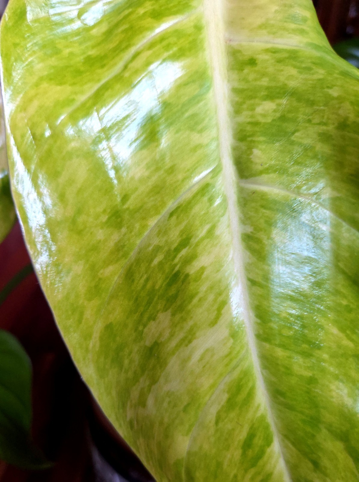 Rare Philodendron Variegated Golden Erubescens 18″ Tall Not Monstera Anthurium