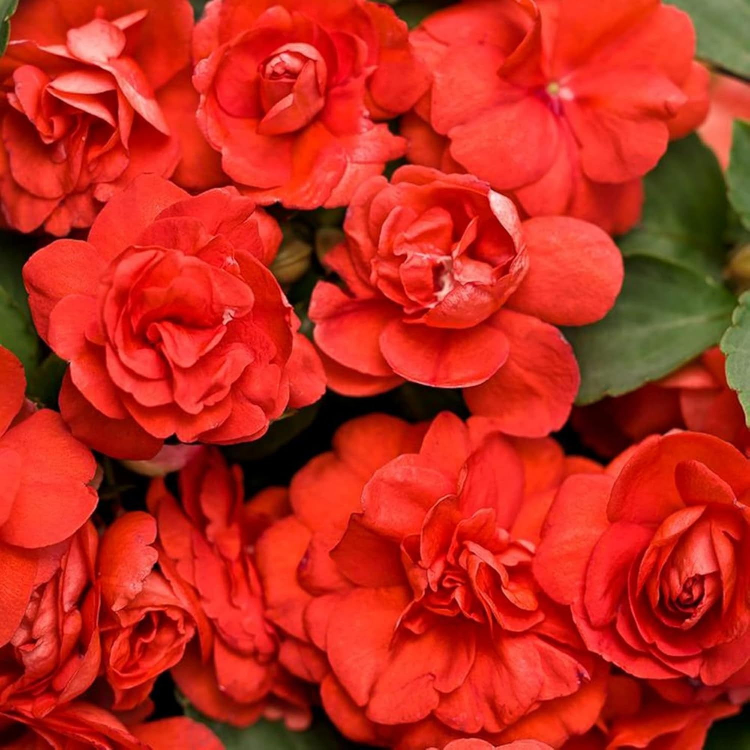 300+ Double Impatiens Seeds Perennial Annual Mixed Camellia Impatiens Balsamina