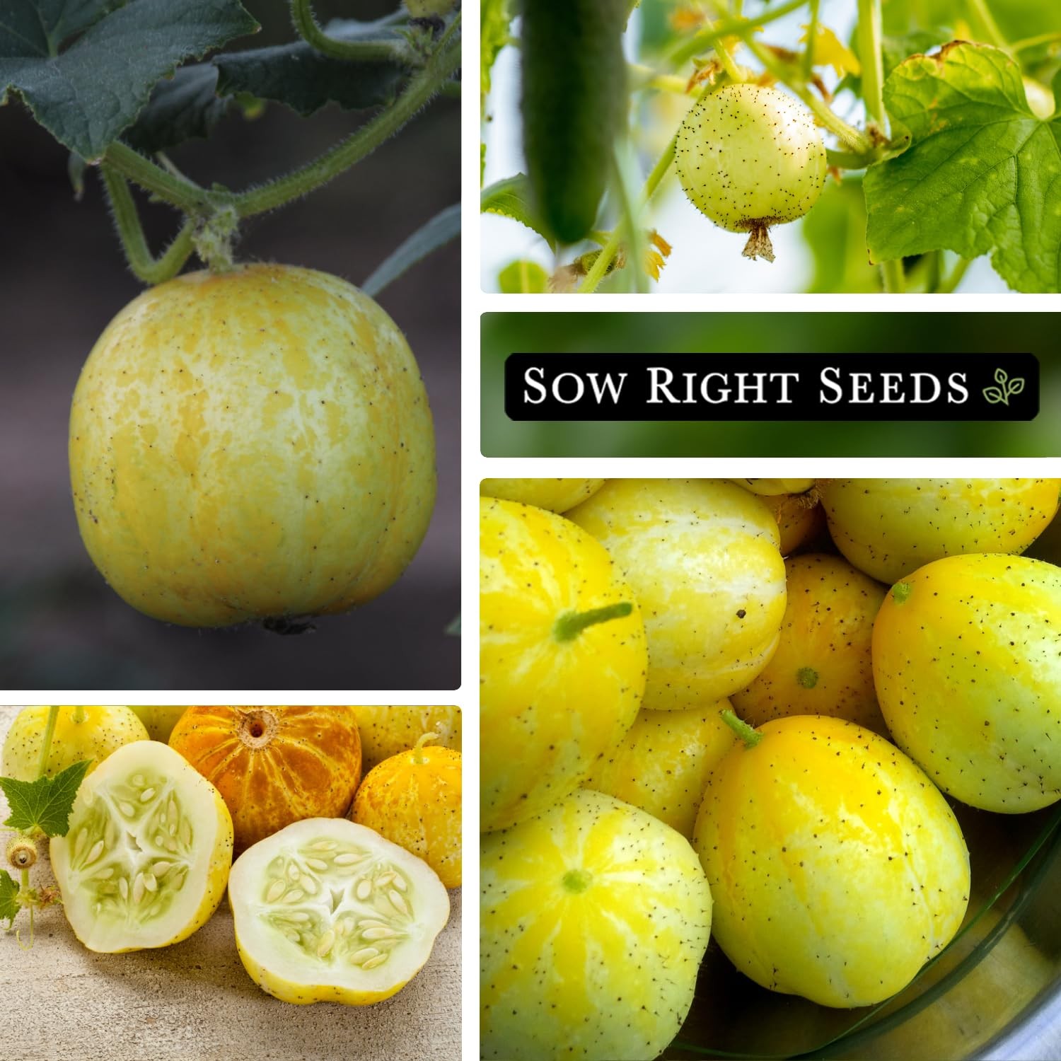 Sow Right Seeds – Lemon Cucumber for Planting – Non-GMO Heirloom Yellow