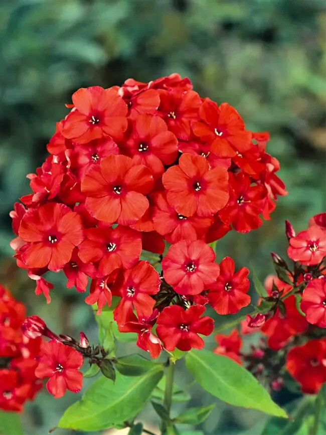 50 Orange Perfecti Phlox Seeds Flower Perennial Seed Flowers Butterfly US SELLER