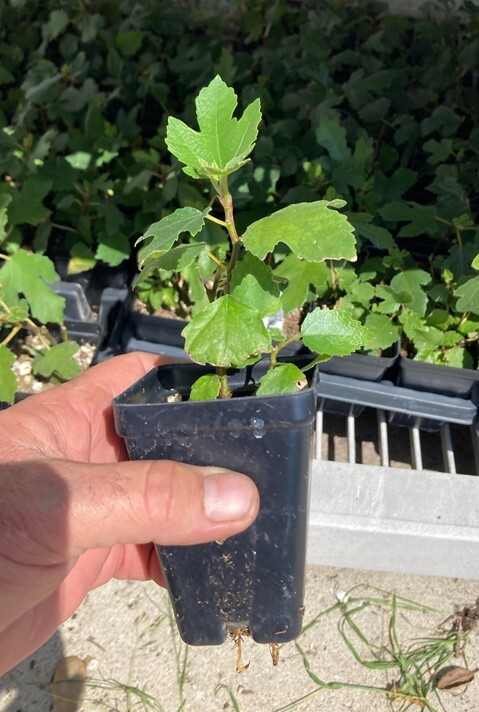BEER’S BLACK DWARF FIG TREE – DWARF FIG PLANT – SELF FERTILE