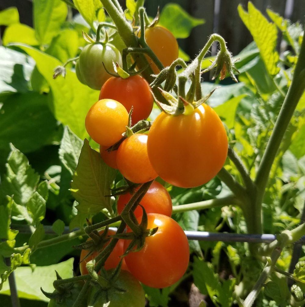 Isis Candy Tomato Seeds 50 Ct Vegetable HEIRLOOM NON-GMO USA FREE S&H