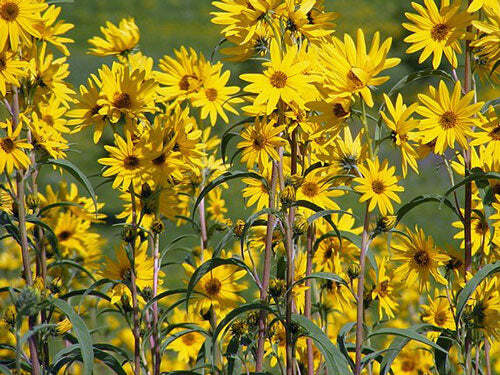 Helianthus maximiliani | Maximillian or Prairie Sunflower | 500 Seeds