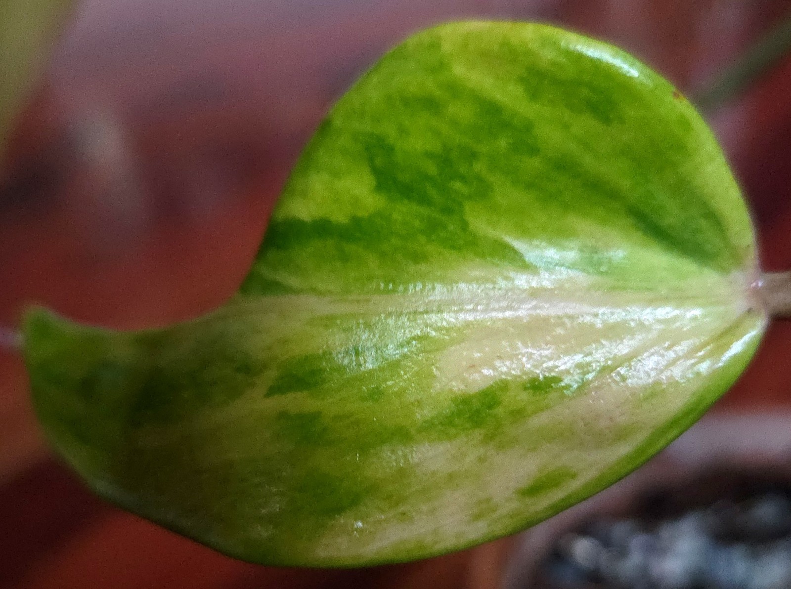Rare Philodendron Variegated Golden Erubescens 18″ Tall Not Monstera Anthurium