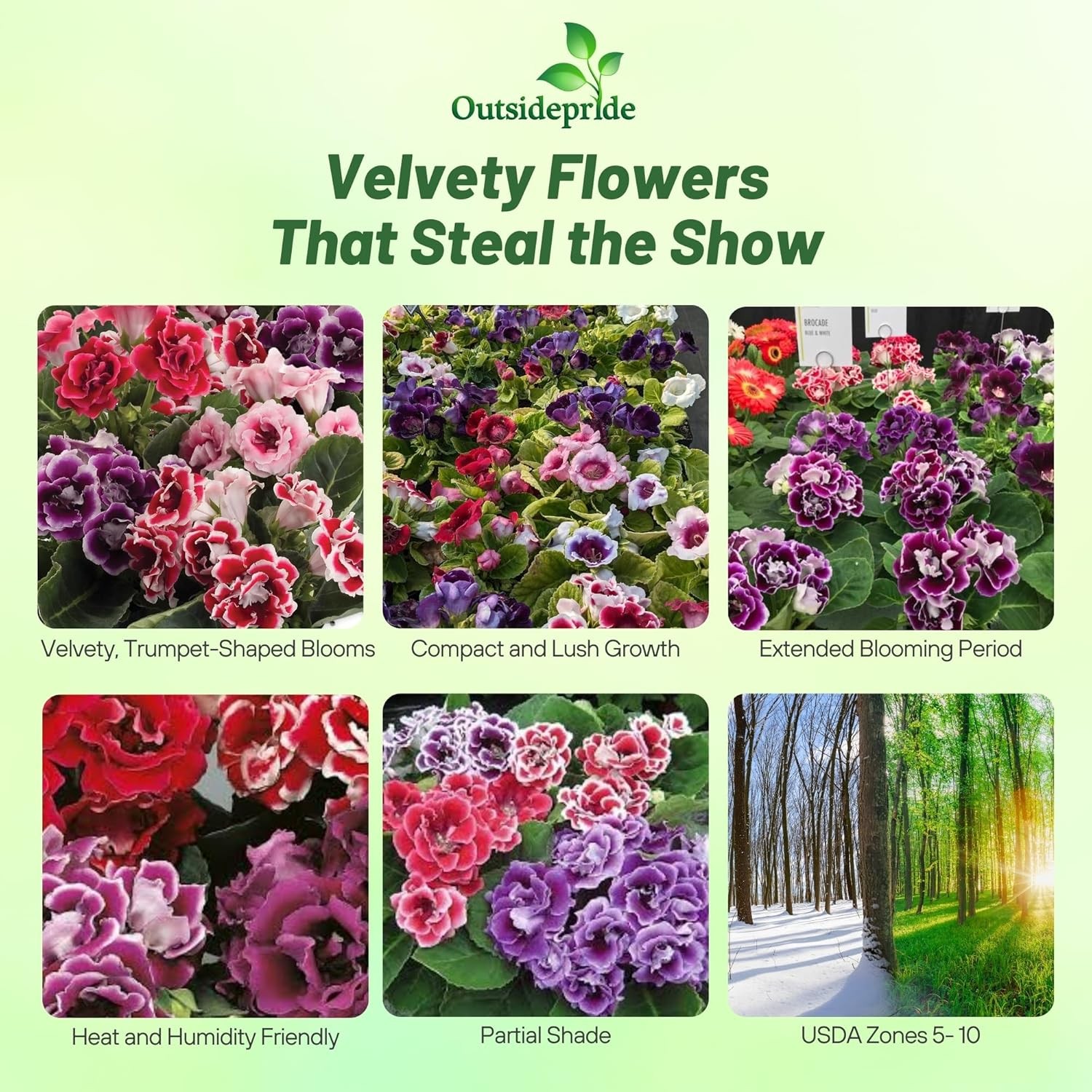 25 Seeds Gloxinia Seeds – Florist’s Gloxinia Sinningia Speciosa Flower Seed