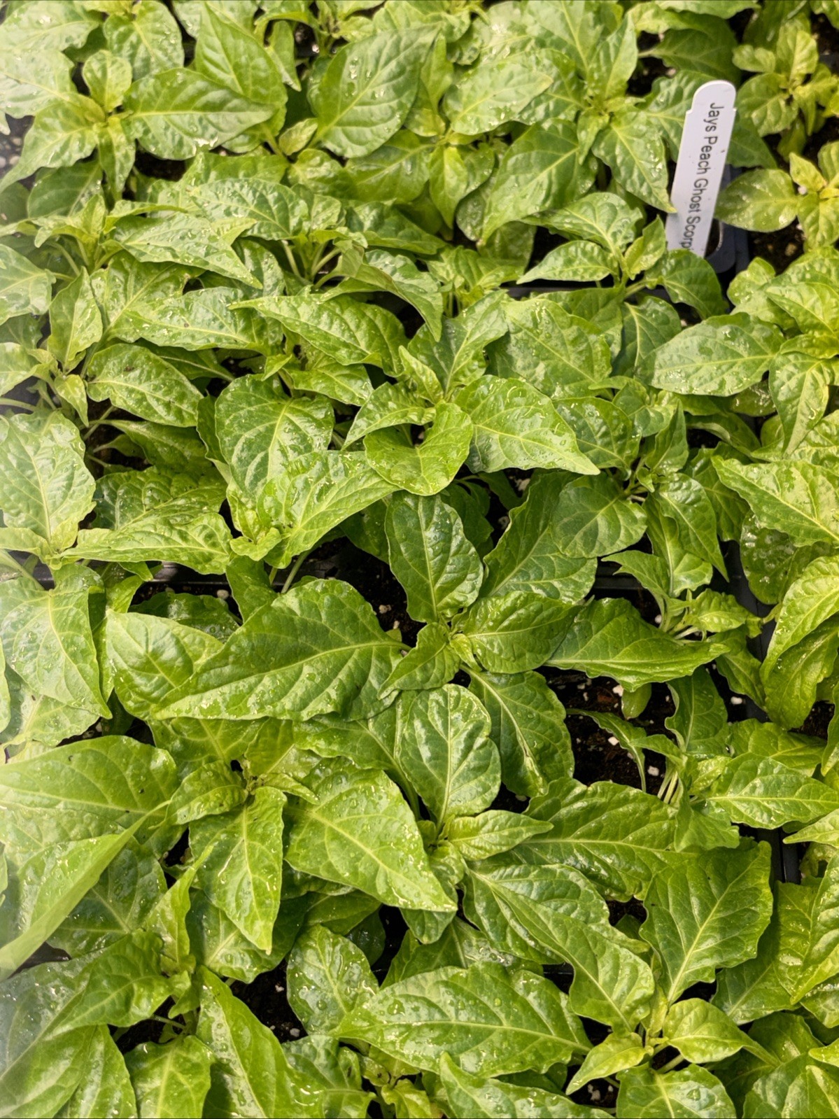 Lot of 3 (75+ DAYS OLD) JAYS PEACH GHOST SCORPION Super Hot Pepper LIVE PLANTS