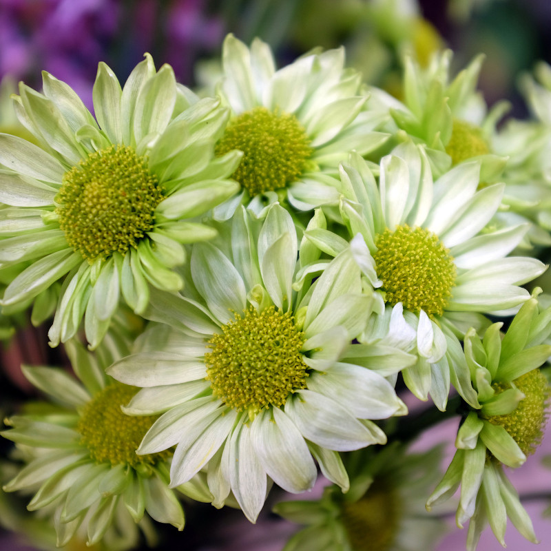 Daisy Seeds 125+ Seeds Daisy Flower, Flower Seeds, Annual Seeds, Garden Seeds