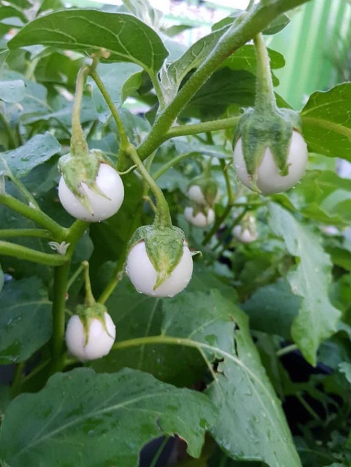 0.5 Gr (100 Seeds) White Mini Round Eggplant Seeds for Planting, Eggplant Seeds