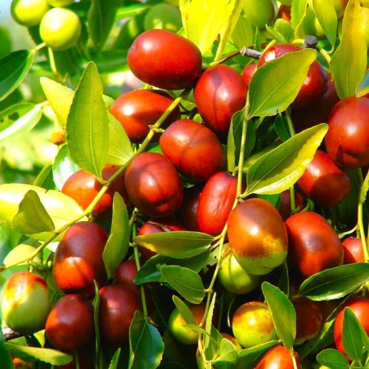 Jujube Tree Seeds (Chinese Red Date) | 紅棗 Ziziphus Jujuba Ber Hong Zao Seed 2025