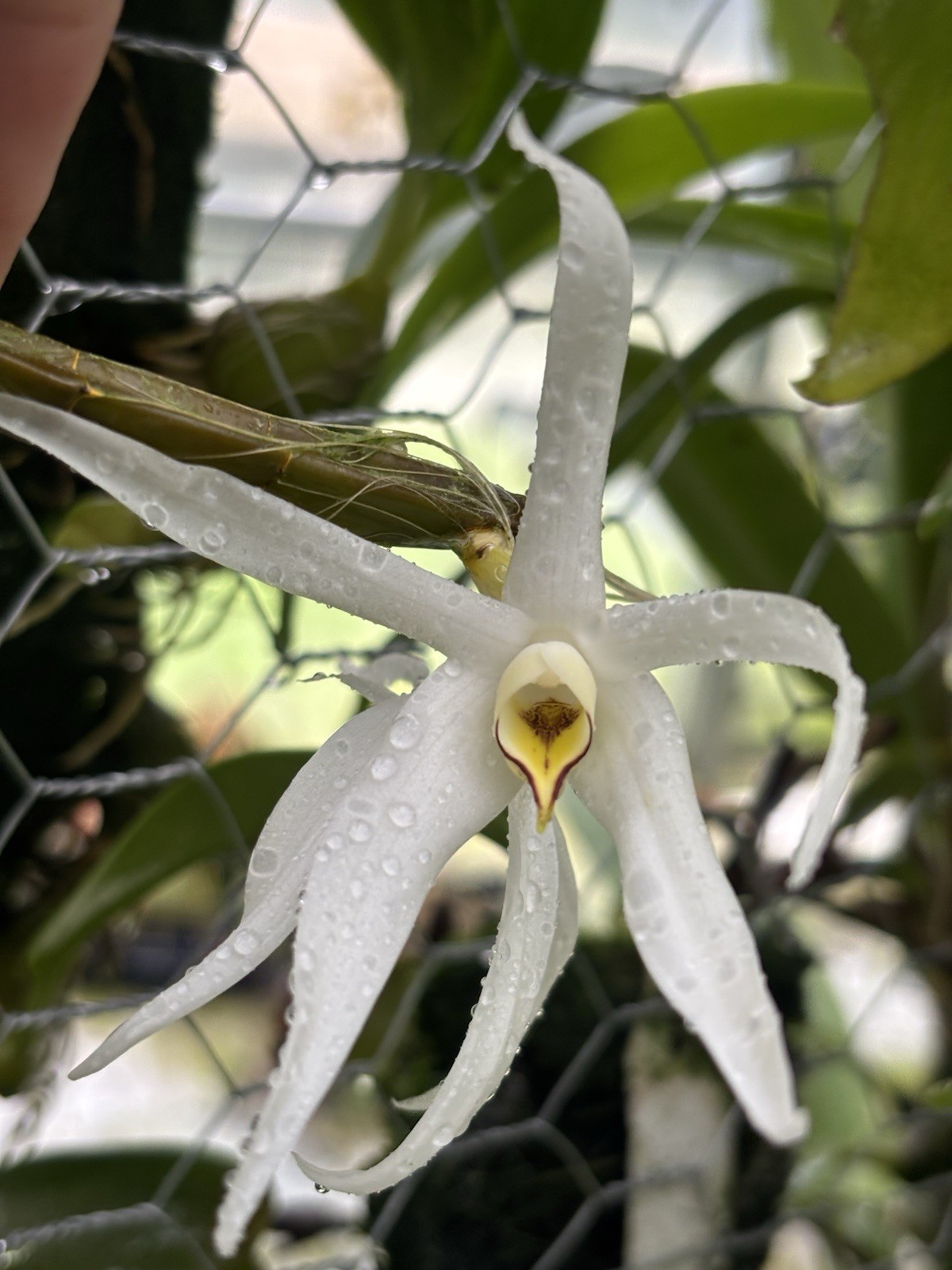 Dendrobium amboinense In Spike Rare Orchid Species Indonesia
