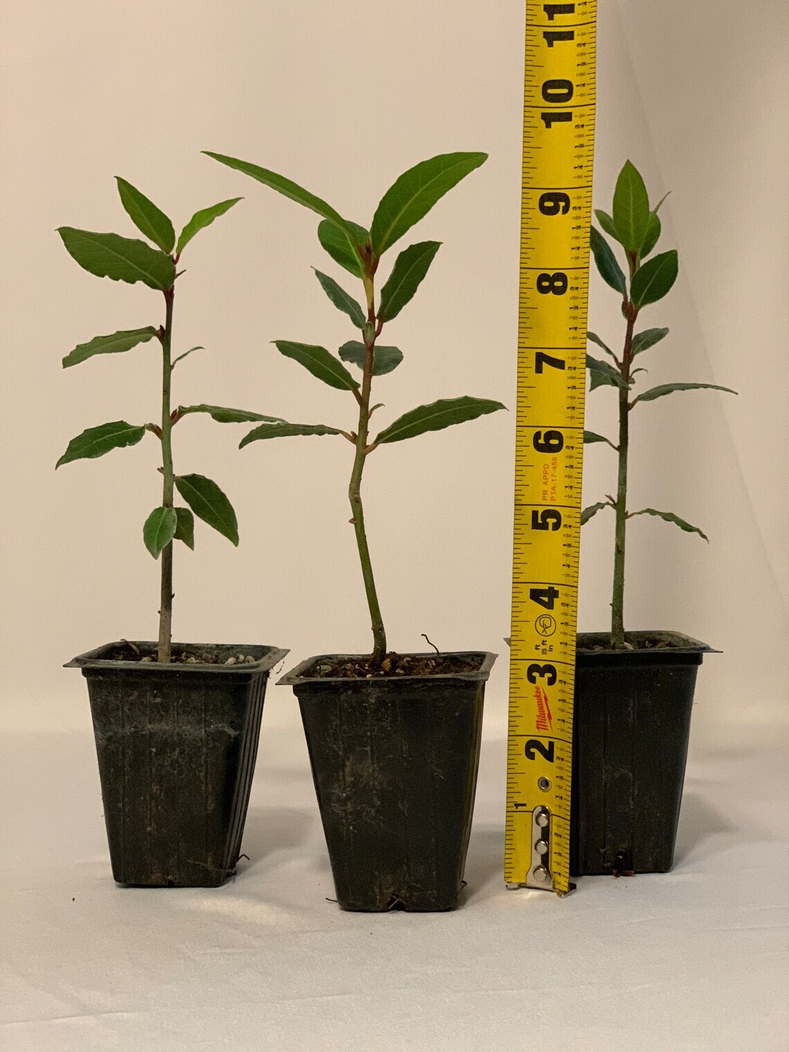 6 Bay Leaf Trees – 3-6″ Tall Live Plants – Sweet Bay Laurel – Laurus nobilis