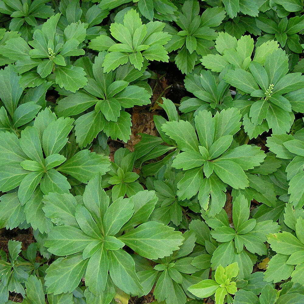 12 Pachysandra Terminalis Japanese Spurge Evergreen Live Perennial Plants