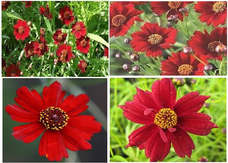 Red Coreopsis Tender Perennial Flower 50 Seeds USA Seller