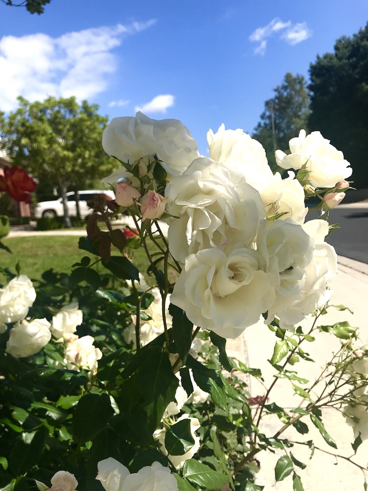 Fragrant Swany Rose, Shrub Rose – 20 Seeds 2024 – USA