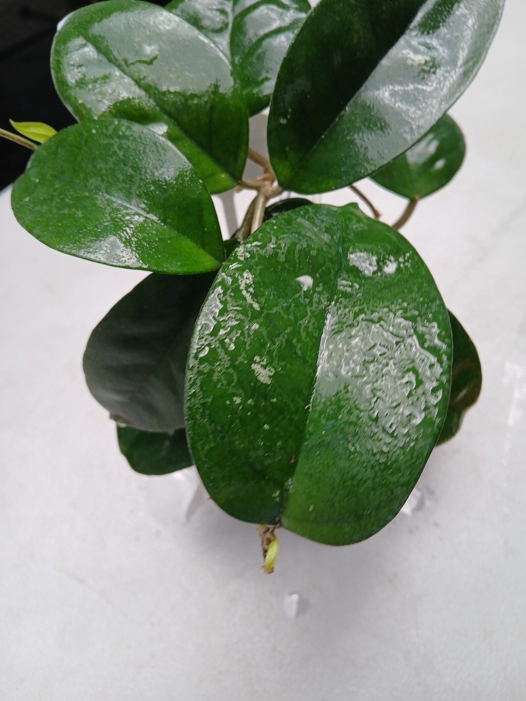 #379- HOYA FUNGI I LIVE PLANT, LARGE LEAF, LARGE PLANT,