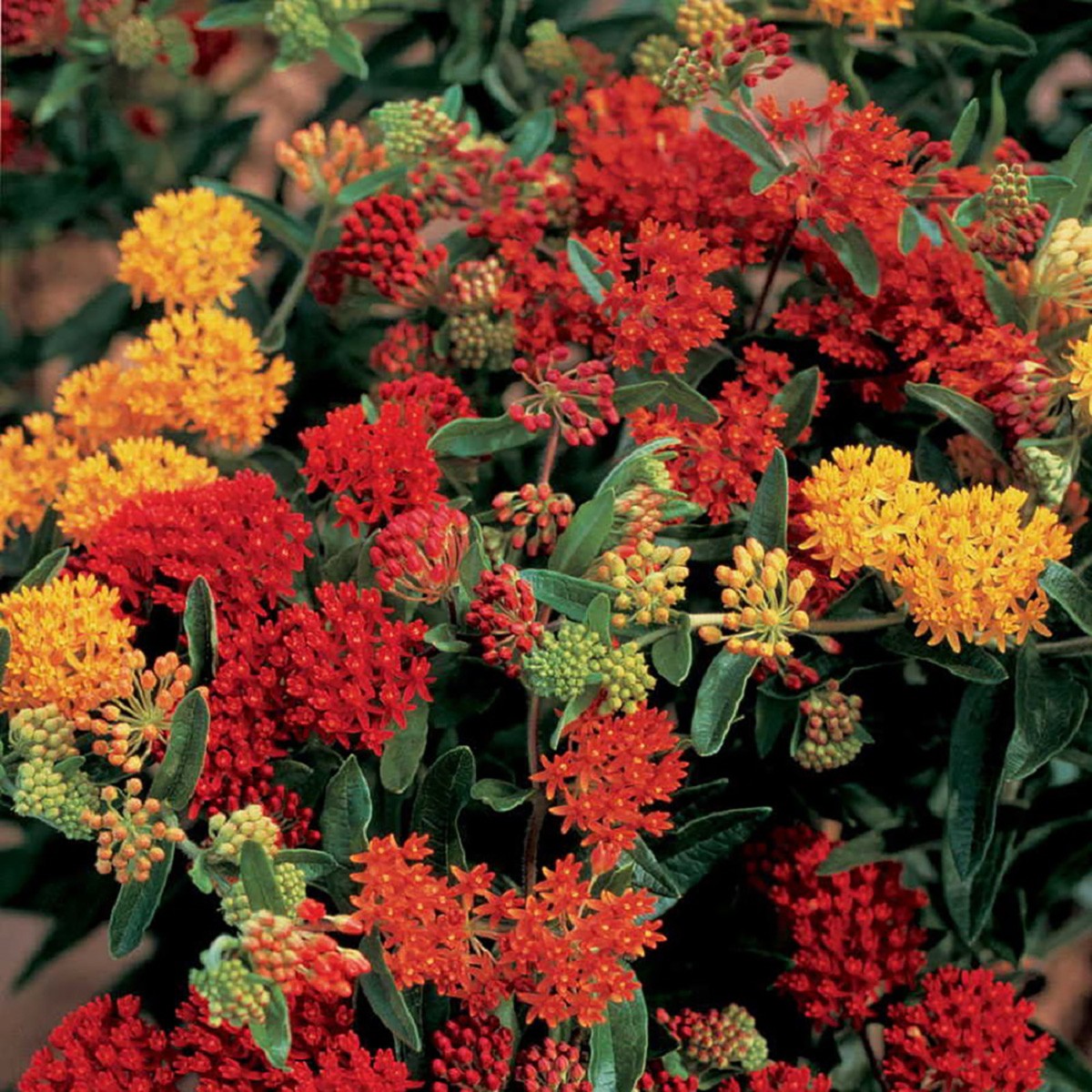 Butterfly Weed – Asclepias tuberosa – 20 Seeds – Perennial