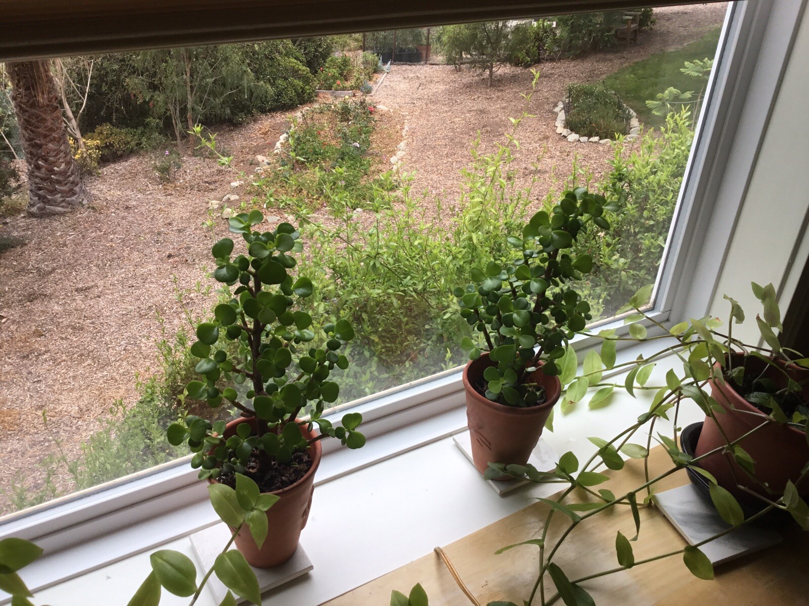 Christmas Tree Jade Cuttings…they even flower. 4 Cuttings